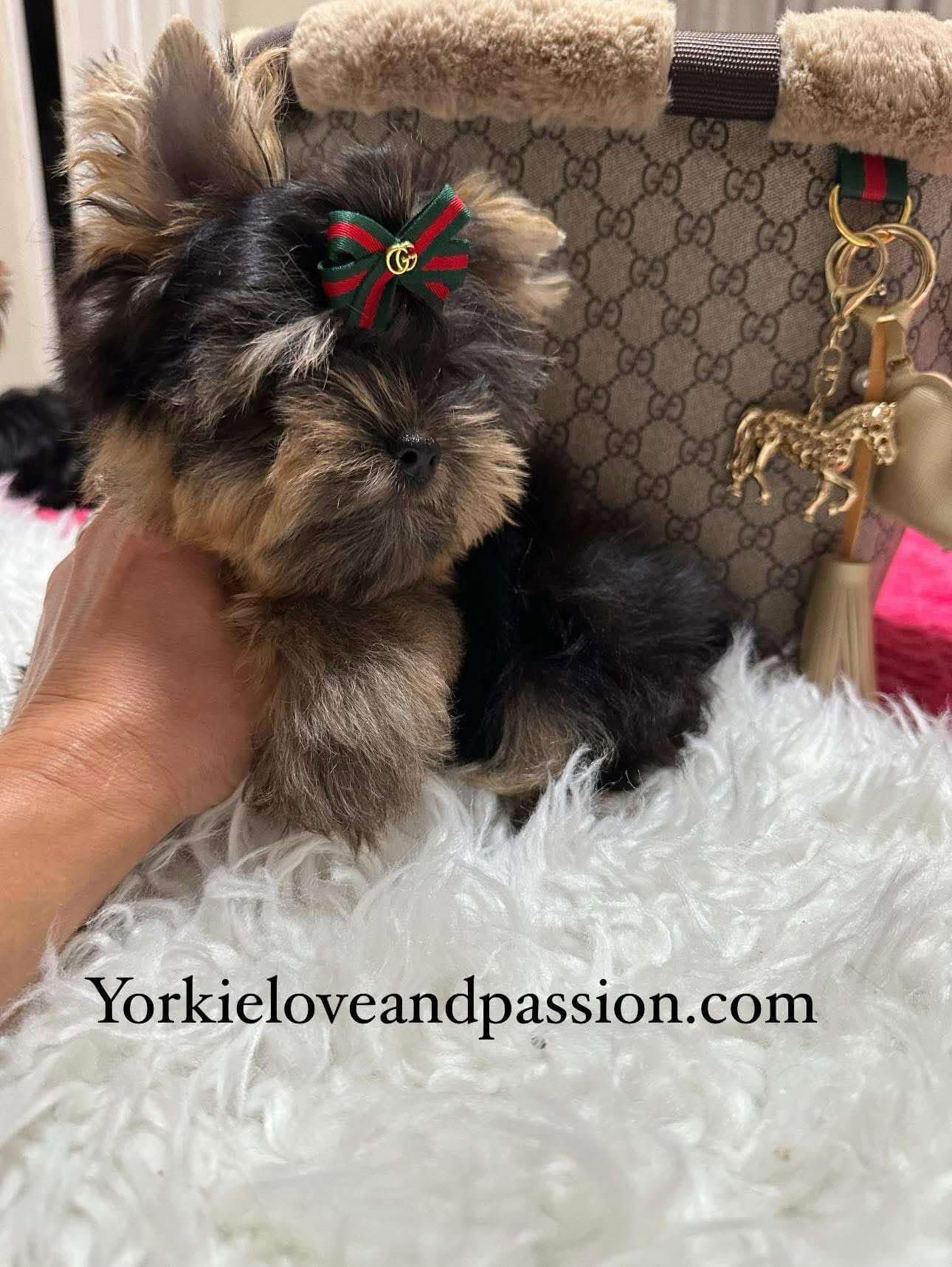 Yorkshire Terrier dogs for sale: Yorkshire Terrier 5 puppies - Image 31