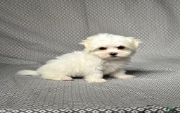 Maltese dogs for sale: Lydia - Image 5