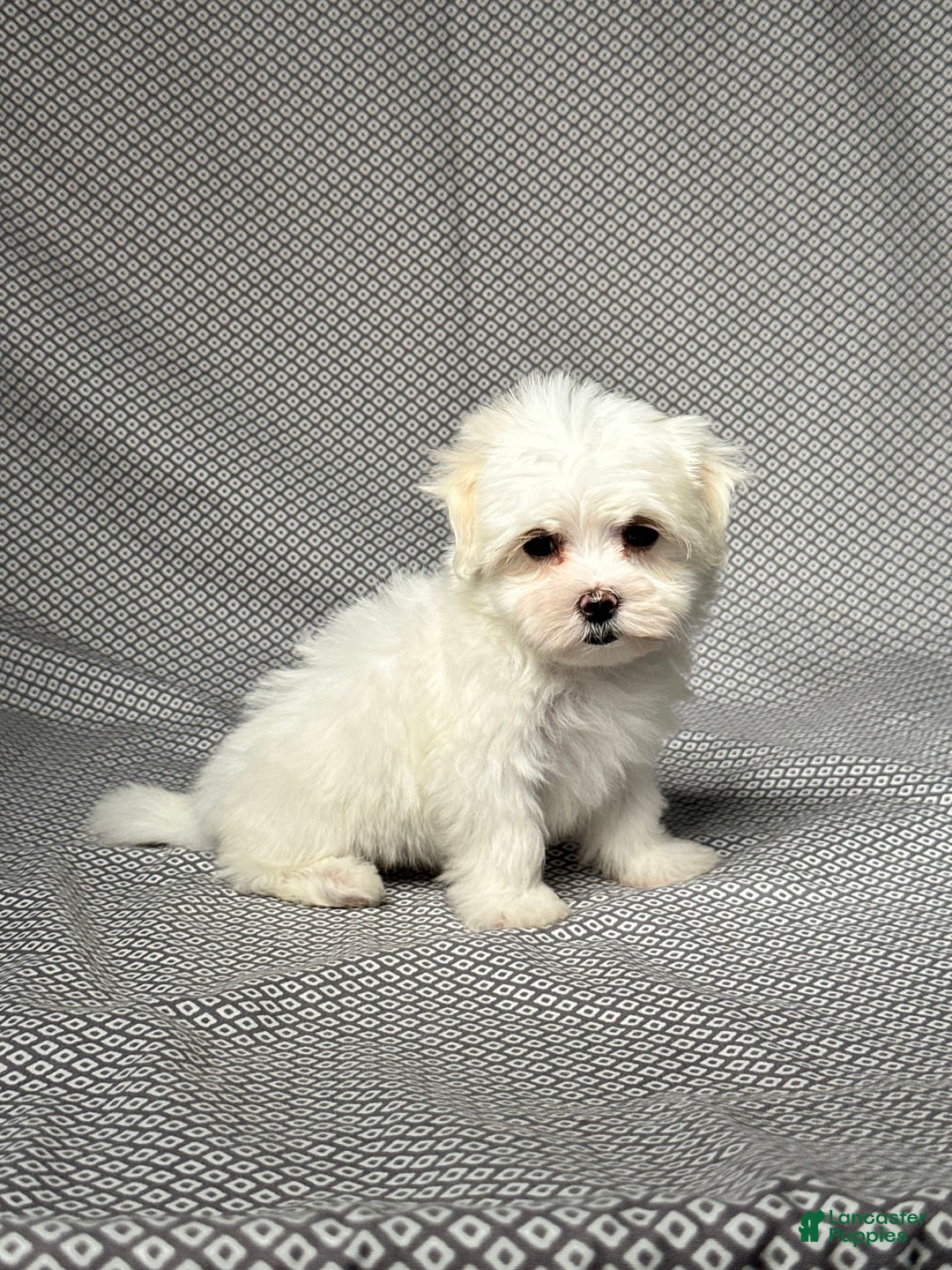 Maltese dogs for sale: Lydia - Image 5