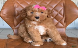 Bernedoodle dogs for sale: Amber - Image 3