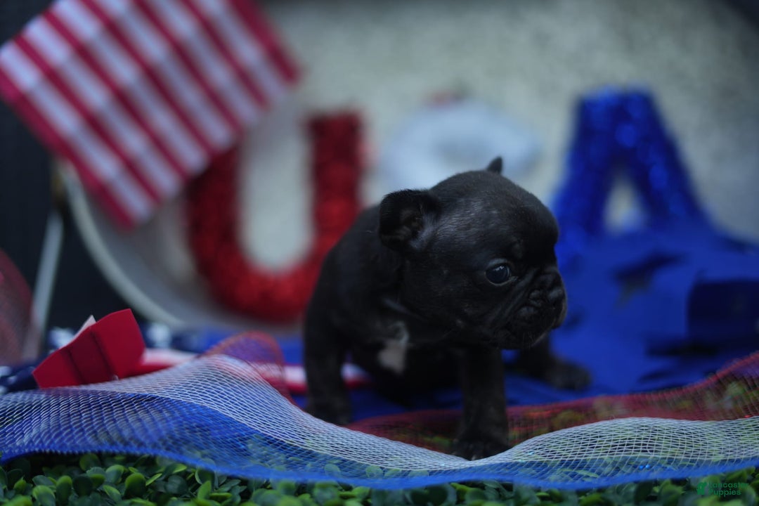 French Bulldog dogs for sale: Maple - Image 3