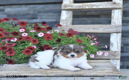 Pomeranian dogs for sale: Charm - Image 3