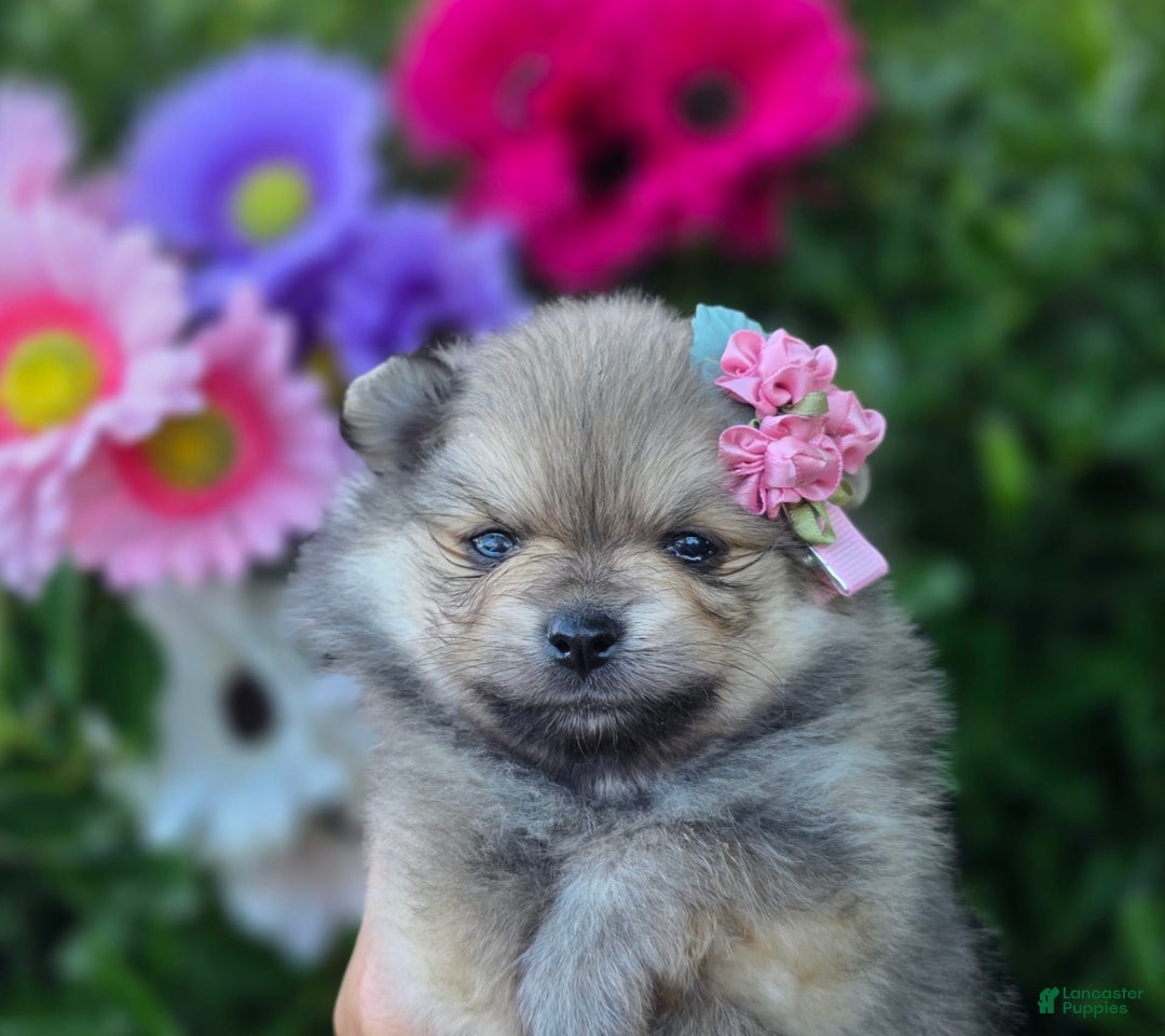 Pomeranian dogs for sale: Arya - Image 1