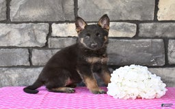 German Shepherd dogs for sale: German Shepherd 6 puppies - Image 3