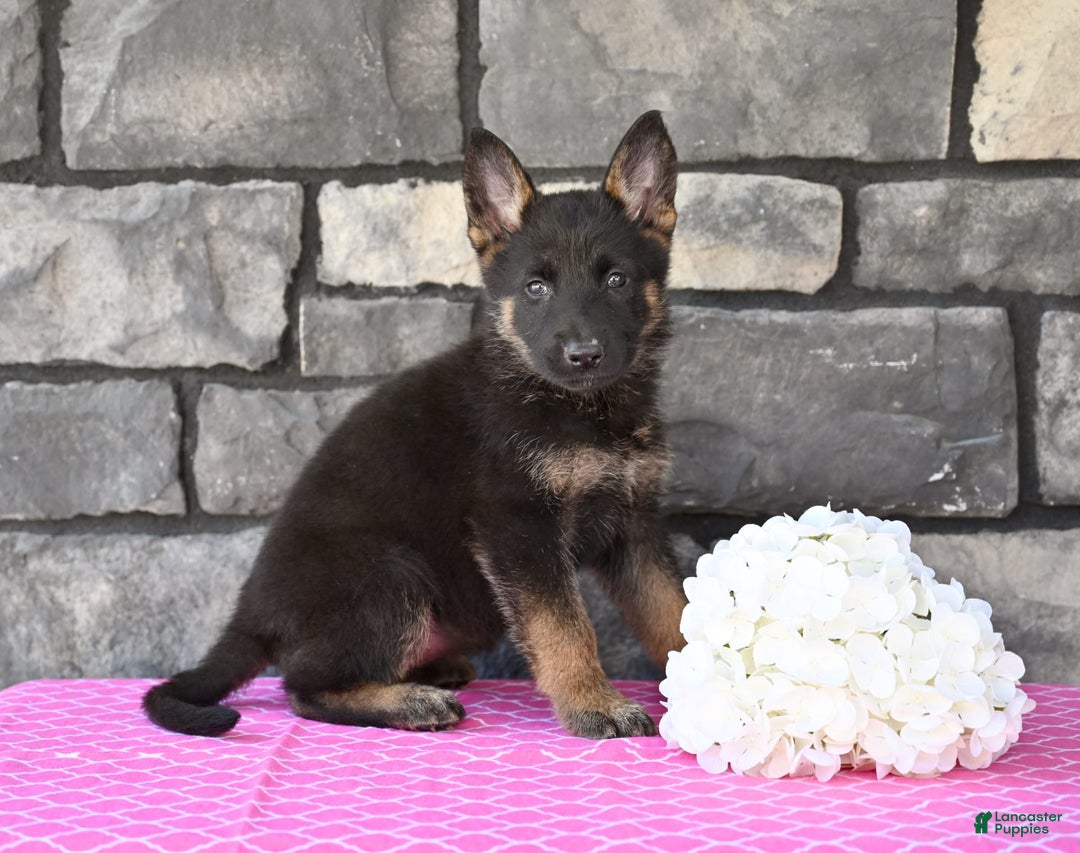 German Shepherd dogs for sale: German Shepherd 6 puppies - Image 3