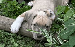 American Pit Bull Terrier dogs for sale: Russ - Image 24
