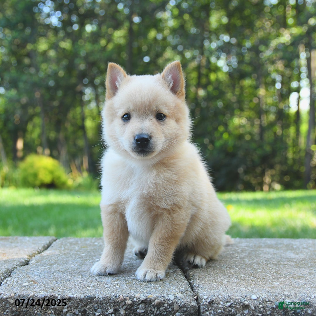 Schipperke dogs for sale: Quest - Image 2