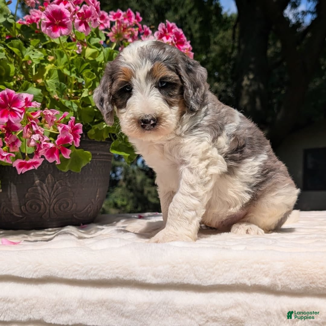 Mini Bernedoodle dogs for sale: Sammy - Image 5
