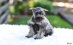 Miniature Schnauzer dogs for sale: Bingo - Image 5