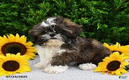 Shih Tzu dogs for sale: Mocha - Image 13
