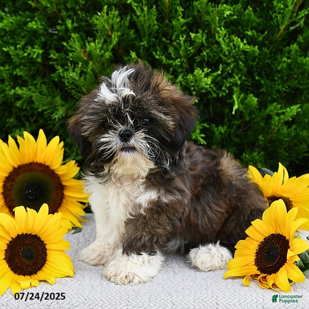 Shih Tzu dogs for sale: Mocha - Image 13
