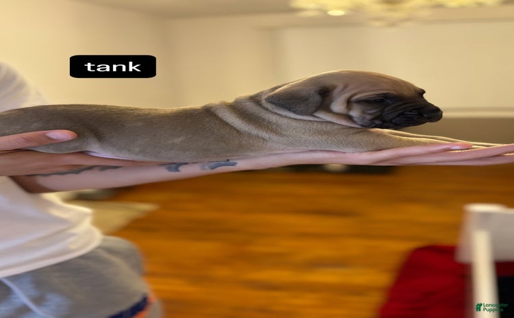 Cane Corso dogs for sale - Ad 5