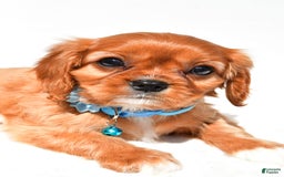 Cavalier King Charles Spaniel dogs for sale: Princess - Image 3