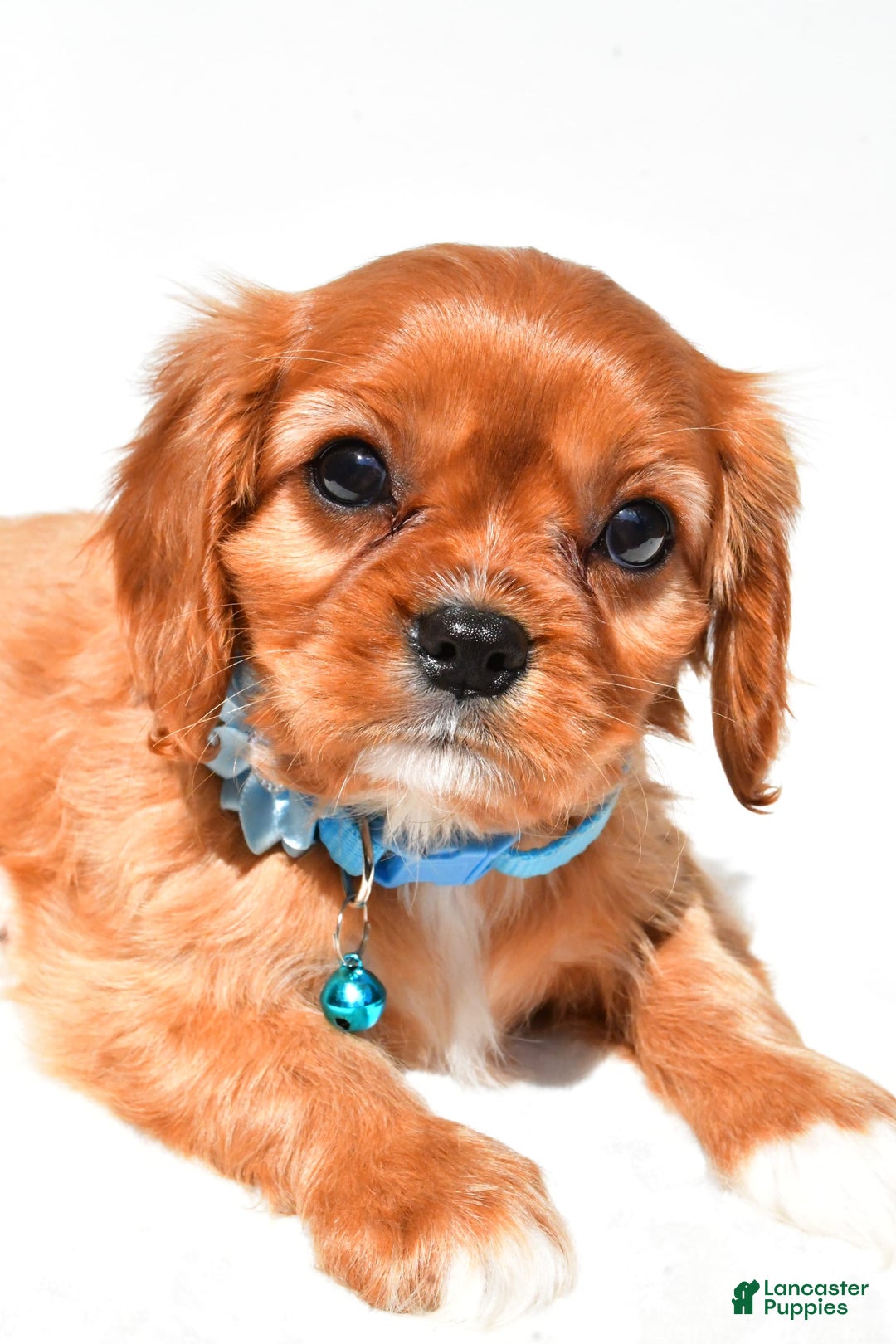 Cavalier King Charles Spaniel dogs for sale: Princess - Image 3