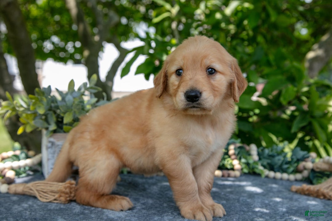 Golden Retriever dogs for sale: Lavender - Image 4