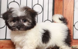 Havanese dogs for sale: Tilly - Image 1