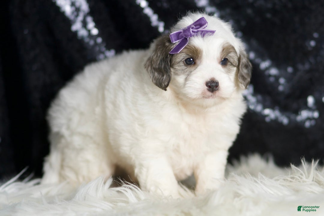 Mini Goldendoodle dogs for sale: Hannah - Image 6