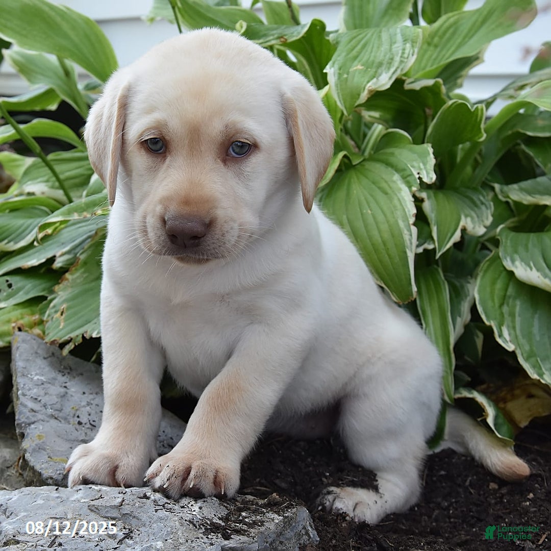 Labrador Retriever dogs for sale: Candy - Image 6