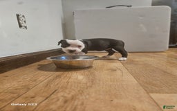 American Bully dogs for sale: Star - Image 3