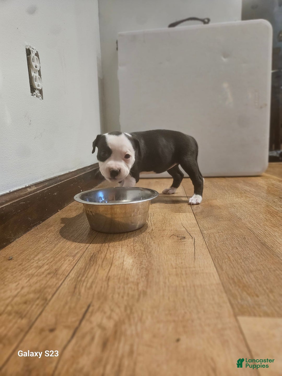 American Bully dogs for sale: Star - Image 3