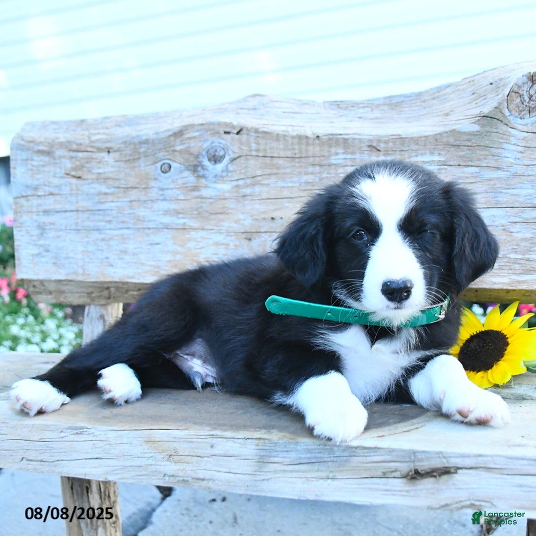 Border Collie dogs for sale: Reign - Image 3