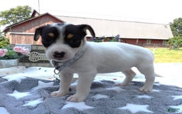 Jack Russell Terrier dogs for sale: Star Burst - Image 1