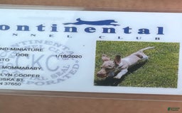 Miniature Dachshund dogs for sale: Dixie - Image 7