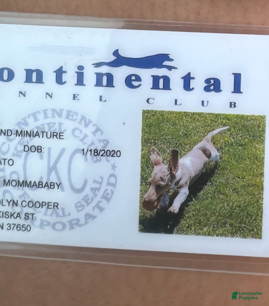 Miniature Dachshund dogs for sale: Dixie - Image 7
