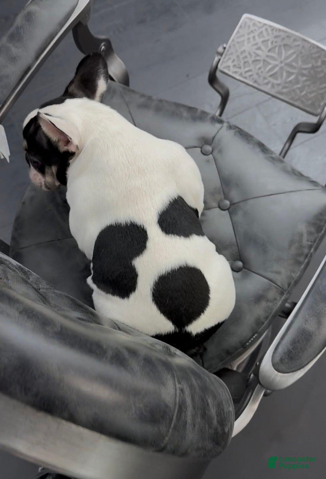 French Bulldog dogs for sale: Benji - Image 2