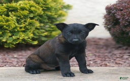Belgian Malinois dogs for sale: Dirk - Image 1