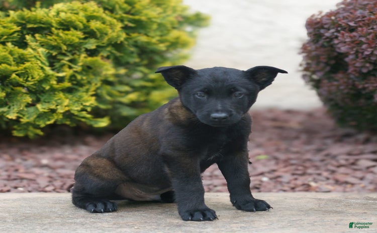 Belgian Malinois dogs for sale - Ad 1