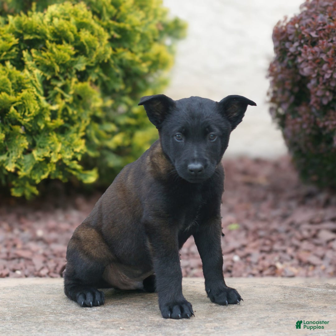 Belgian Malinois dogs for sale: Dirk - Image 1