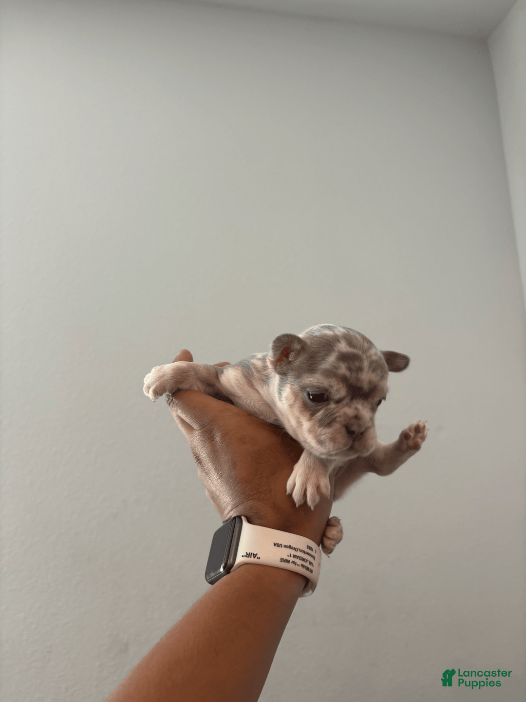French Bulldog dogs for sale: Miss Missy - Image 1