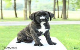 Cane Corso dogs for sale: Moose - Image 5