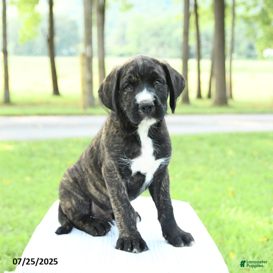 Cane Corso dogs for sale: Moose - Image 5