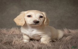 Dachshund dogs for sale: Deli - Image 5