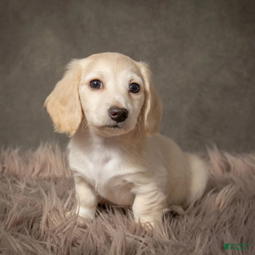 Dachshund dogs for sale: Deli - Image 5