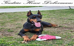Doberman Pinscher dogs for sale: Purple Collar Female - Image 8