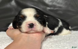Cavalier King Charles Spaniel dogs for sale: Harlen - Image 6
