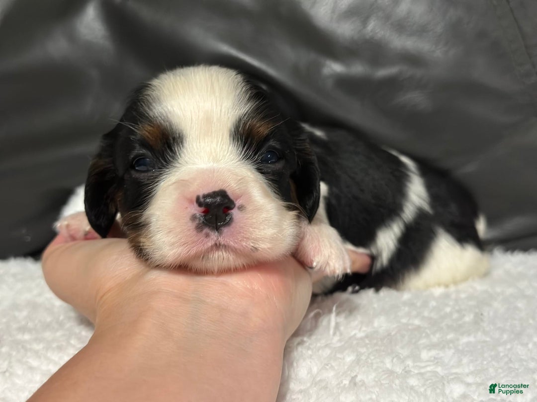 Cavalier King Charles Spaniel dogs for sale: Harlen - Image 6