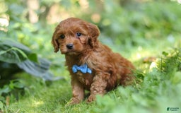 Cavapoo dogs for sale: Jude - Image 6
