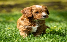 Cavapoo dogs for sale: Biscuit - Image 7