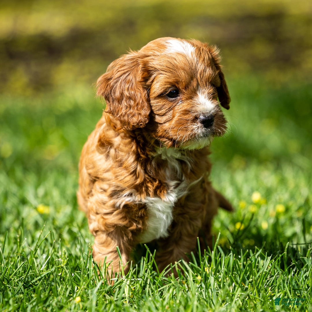 Cavapoo dogs for sale: Biscuit - Image 7