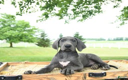 Great Dane dogs for sale: Lenore - Image 3