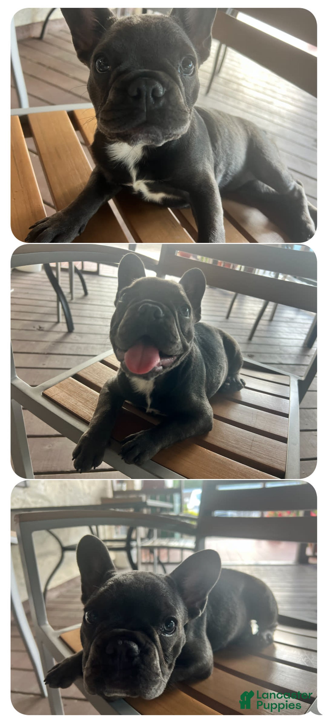 French Bulldog dogs for sale: Lili - Image 2