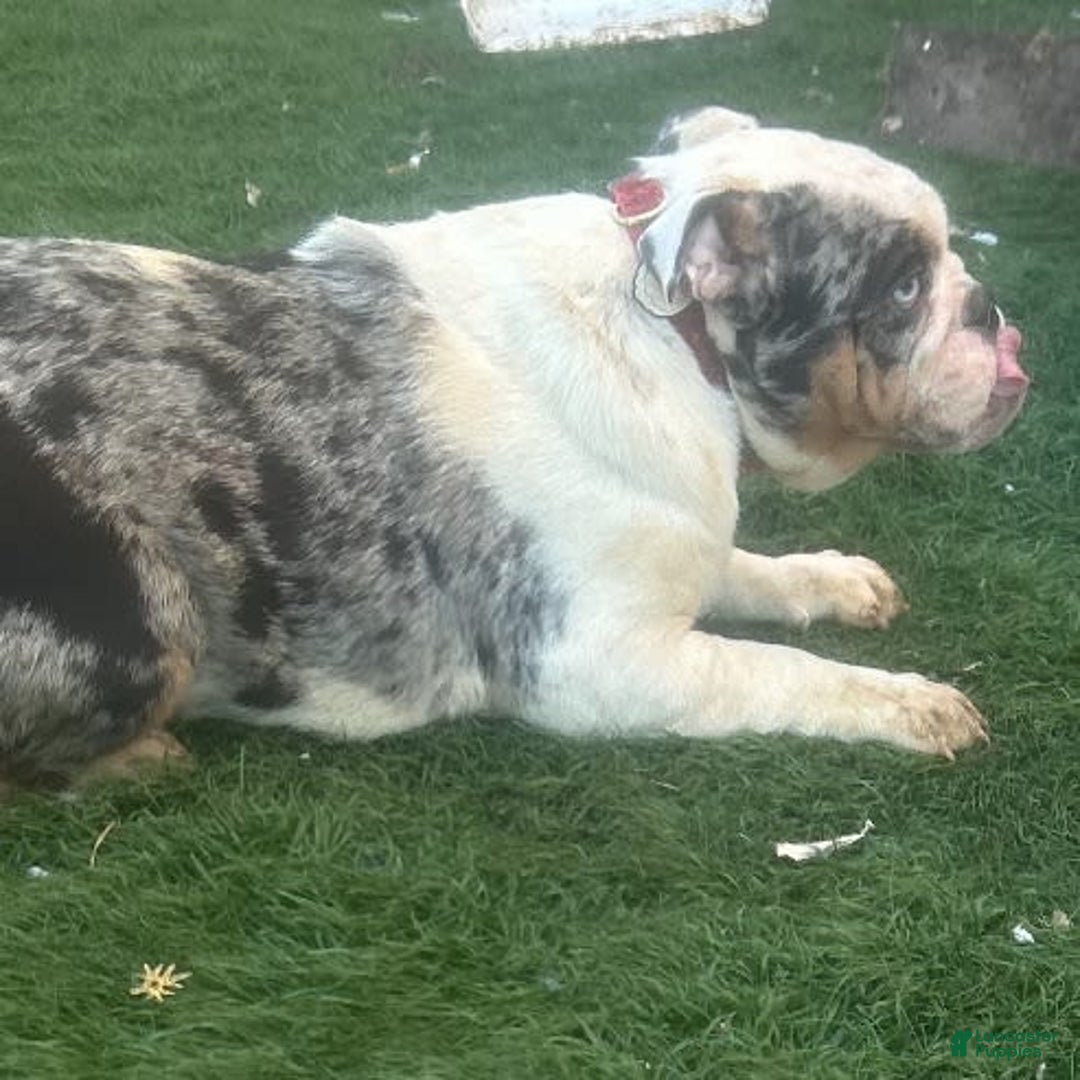 English Bulldog dogs for stud: Gucci - Image 3