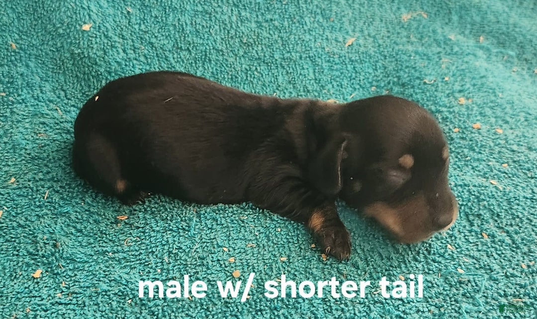 Miniature Dachshund dogs for sale: Shorty - Image 1