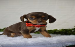 Beaglier dogs for sale: Wrangler - Image 6