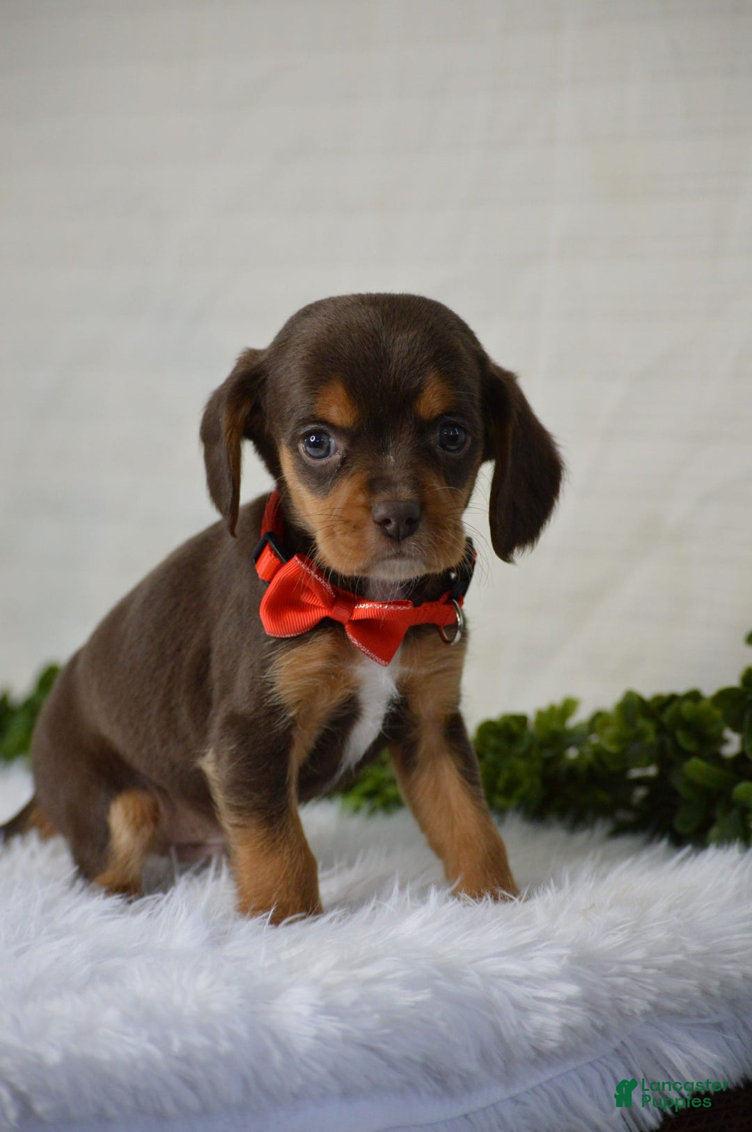 Beaglier dogs for sale: Wrangler - Image 6