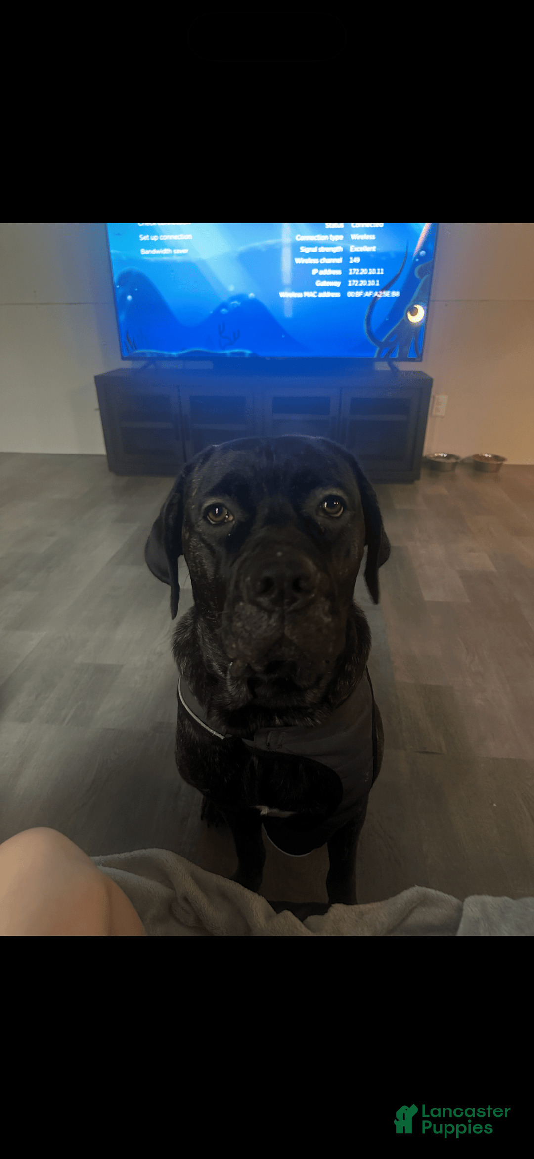 Cane Corso dogs for sale: Gracie - Image 3